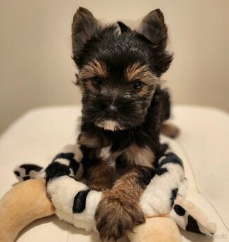 Jorkšírský teriér