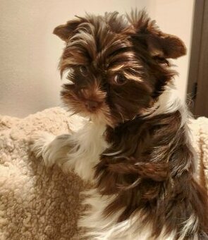 Jorkšírský teriér