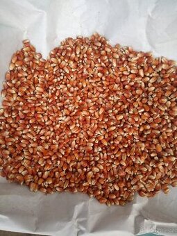 Červená a černá kukuřice