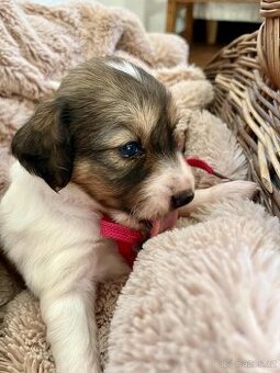 Štěňata kříženec Parson russel teriér