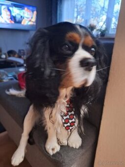 King Charles kavalir