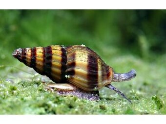 Clea helena akvarijní šneci