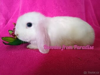 MODROOKÝ SATÉNEK ❤️❤️❤️