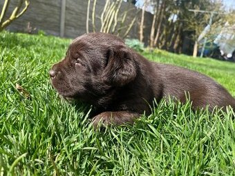 Štěňata labradorských retrívrů