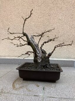 Bonsai, Bonsaj, habr obecný