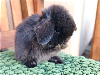 🐰MINILOP zakrslý beránek 💙