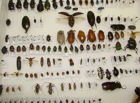 Sbírka brouků, hmyzu - nabídněte