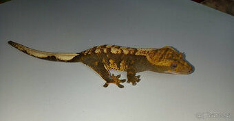 Pagekon řasnatý, dospělé samice, Correlophus ciliatus