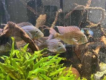 Geophagus Sveni Rio