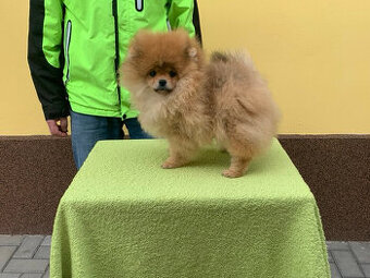 Pomeranian