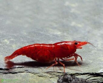 AKCE - Neocaridina bloody mary ktevety - 1