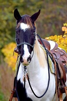 American Paint Horse atraktivní valach