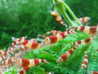 Krevetky Caridina - Red Crystal