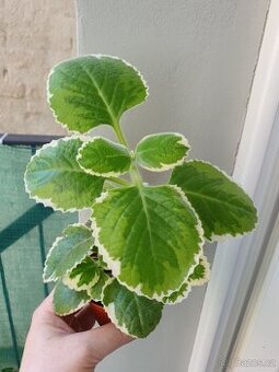 Rymovnik. Tradeskantia elegans.