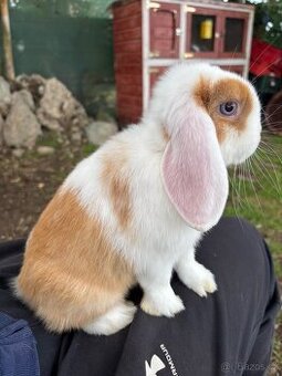 Nádherný sameček mini lop