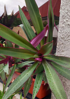 Tradescantia spathacea