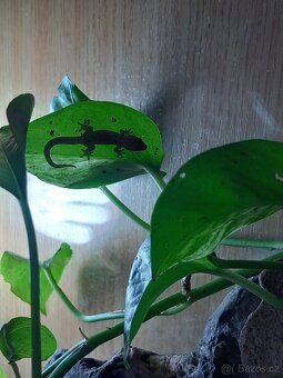 Gekon panenský (lepidodactylus lugubris) - 1