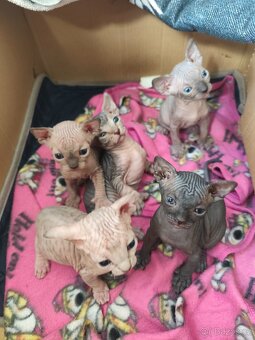 Kanadský Sphynx koťátka