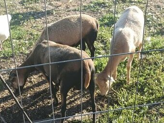 Jehněčí na jídlo mražené