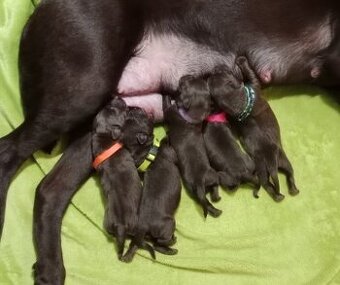 Labrador retriever s PP