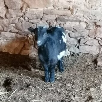 Holandské zakrslé kozy