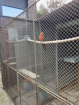 Prodám 1.0 Kakadu inka kr 22, DNA