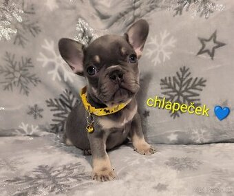 Francouzský buldoček - 1