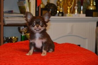 Čivava s PP - dlouhosrstá fenka k odběru