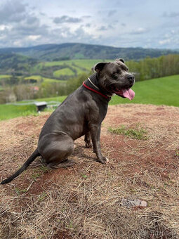 Americký Stafordšírský teriér, AST, Amstaf - KRYTÍ