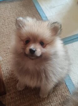 Štěňátka špic pomeranian