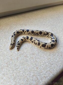 Eryx Colubrinus - Hroznýšek pestrý 0.1