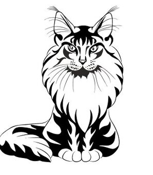 Koupím kotě MCO bez PP