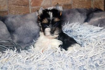 biewer terier s PP jorkšírský Fenka