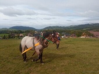 Prodám Slezského Norika