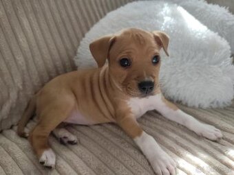 Americký Stafordšírský Teriér