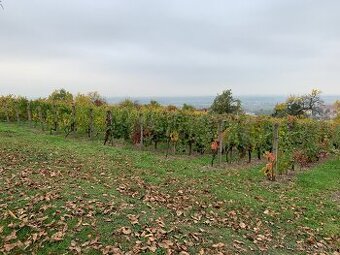 Pronájem vinohradu okr. Uh. Hradiště - 1