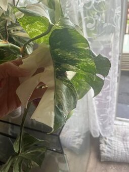 Monstera Albo