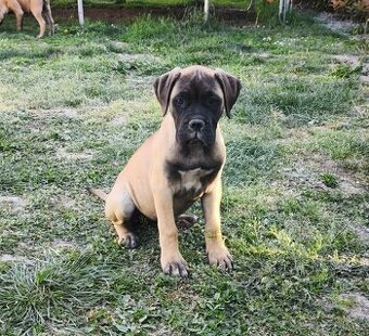 Bulmastif s PP/ Bullmastif/ Bulmastiff