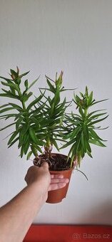 Oranzova lilie