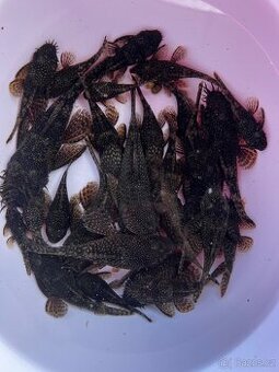 Ancistrus sp
