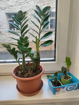 Zamioculcas, Praha Holešovice