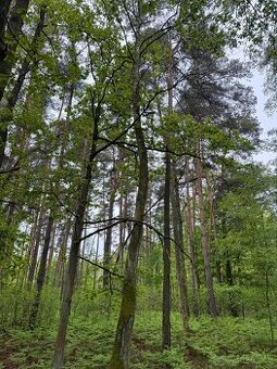 Prodej lesního pozemku k.ú. Petrovice nad Orlicí (2)