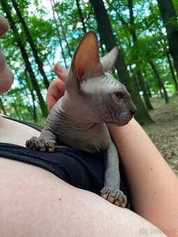 SPHYNX koťátko bez PP
