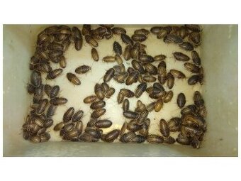 Švábi Blaptica dubia 3-4cm. Cena od 2 Kč