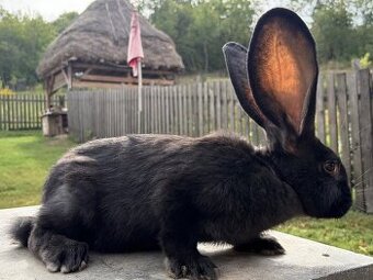 Belgický obr