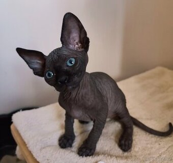 Kanadský sphynx koťátka bez PP