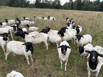 Dorper čistokrevné ovce jednoleté (5ks) a dvouleté (5ks)
