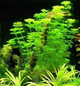 Vodní akvarijní rostliny