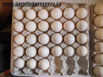 Česká zlatá kropenka - NV z genetických rezerv