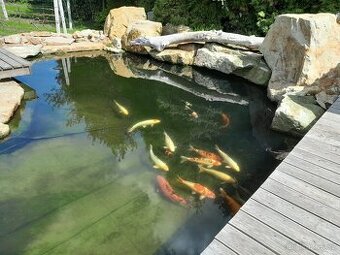 Koi kapr
